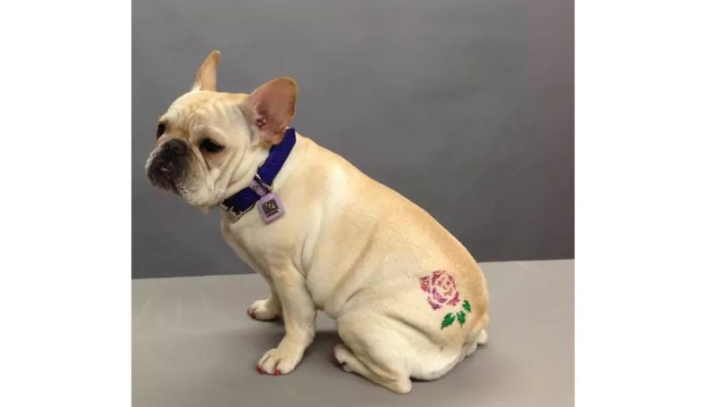 Lei que pro&iacute;be tatuagem e piercings em animais d&aacute; mais um passo para entrar em vigor – Foto: Divulga&ccedil;&atilde;o/ND