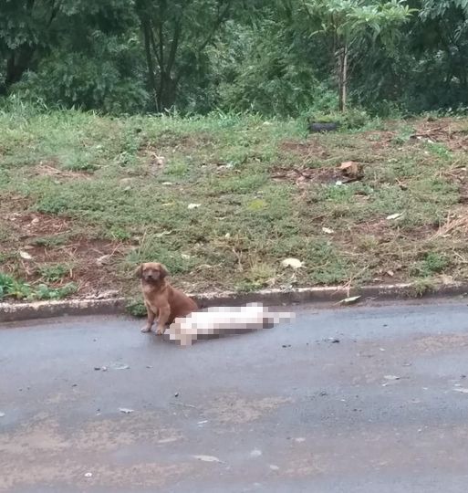 Cena foi registrada e compartilhada pela protetora de animais Edilene Balen – Foto: Edilene Balen/ND