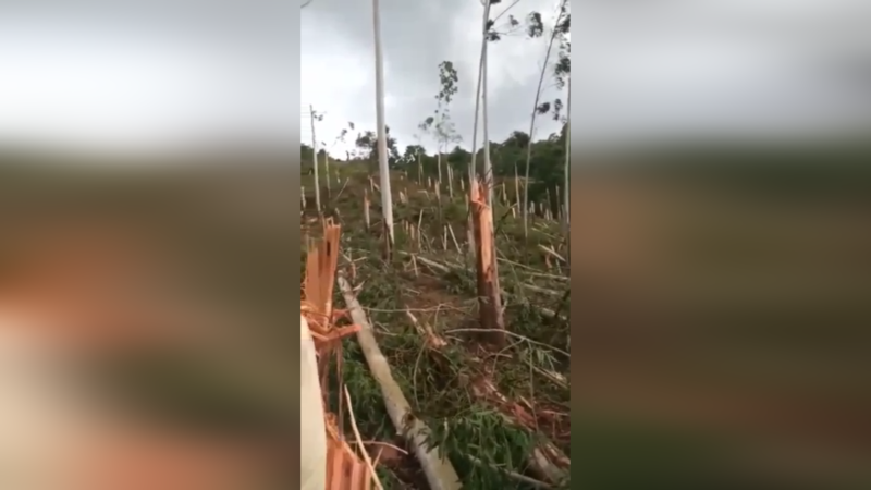Vento forte quebra 400 p&eacute;s de eucaliptos em SC – Foto: Reprodu&ccedil;&atilde;o/ND