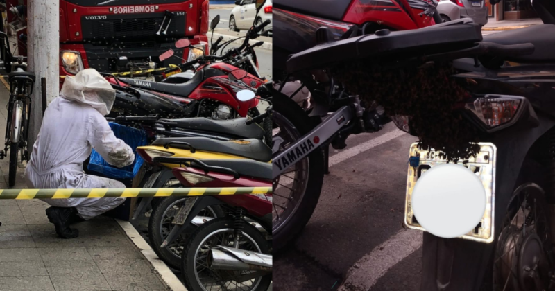 Enxame de abelhas se alojou em uma motocicleta estacionada no Centro de Tubar&atilde;o – Foto: CBMSC/Divulga&ccedil;&atilde;o/ND