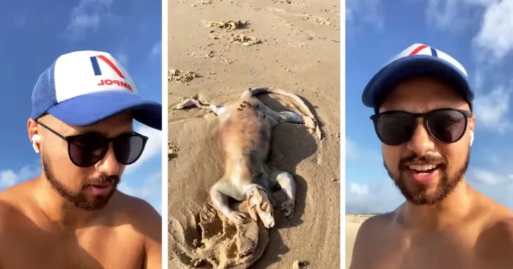 Australiano acredita que pode ter encontrado criatura alien&iacute;gena – Foto: Reprodu&ccedil;&atilde;o/Internet/ND