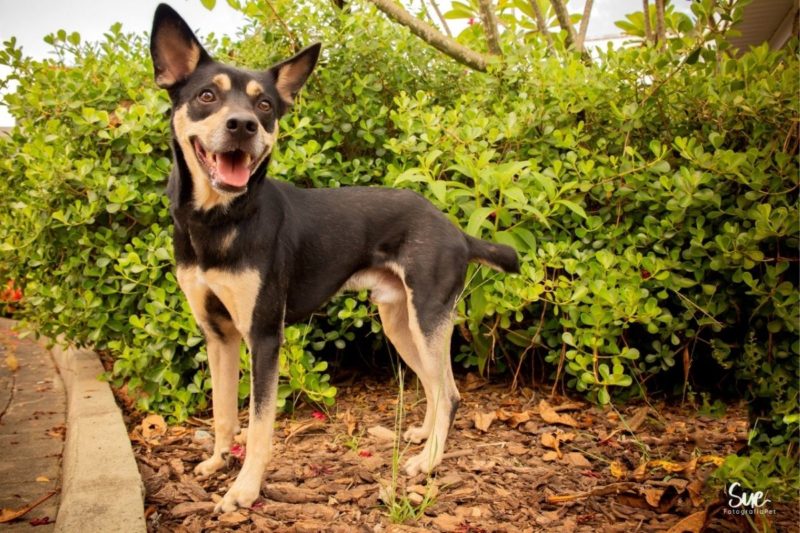 C&atilde;es e gatos estar&atilde;o para ado&ccedil;&atilde;o em feira em Jaragu&aacute; do Sul – Foto: Fujama/Divulga&ccedil;&atilde;o
