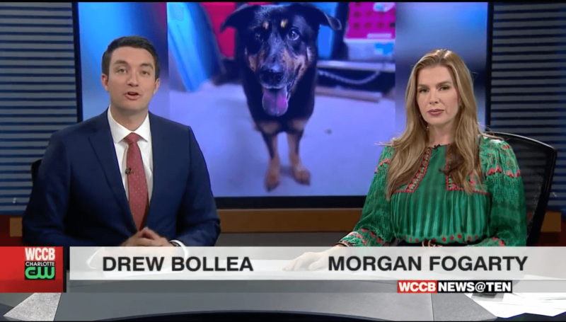 Caso do cachorro Fezco foi parar na TV local – Foto: Reprodu&ccedil;&atilde;o