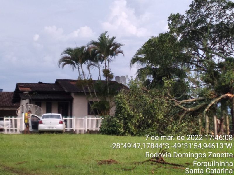 Uma &aacute;rvore caiu em cima de uma resid&ecirc;ncia de alvenaria e os moradores precisaram ser retirados. – Foto: Divulga&ccedil;&atilde;o