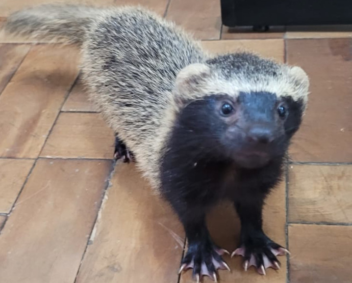 furão foi resgatado 