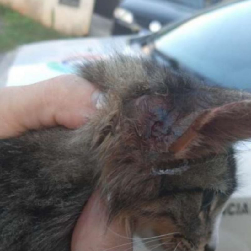 Gato ferido