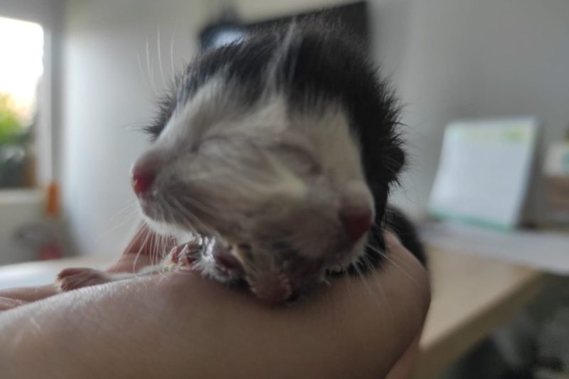 Vídeos de pássaros para gatos assistirem - TV para gatos (NOVO) 