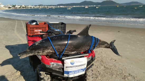 ESQUELETO de COBRA GIGANTE foi encontrado na FRANÇA #googlemaps #cobra