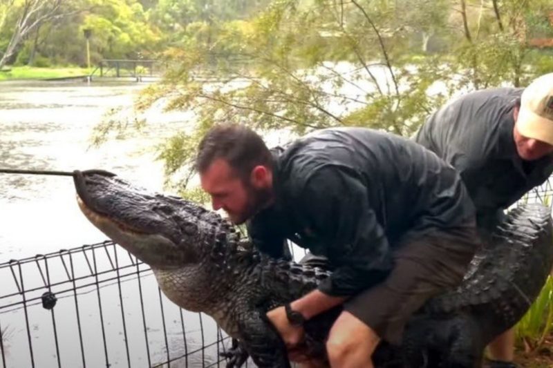 Jacar&eacute; at&eacute; tentou escapar, mas n&atilde;o conseguiu passar pelas grades – Foto: Reprodu&ccedil;&atilde;o/Youtube