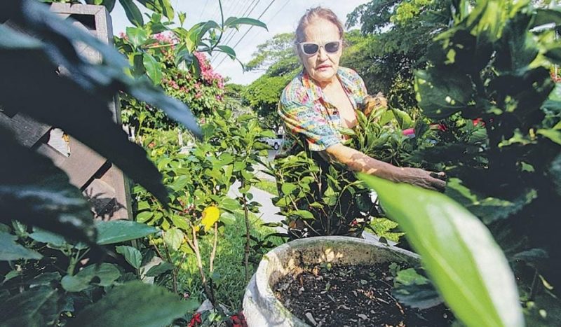 A resident also had bromeliads removed due to dengue mosquito outbreaks