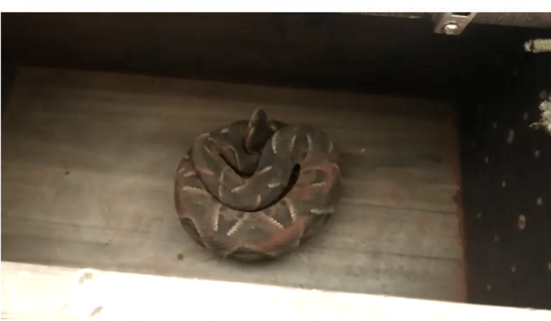 Jararaca achou que era dona do peda&ccedil;o, mas acabou expulsa da casa do cachorro – Foto: Reprodu&ccedil;&atilde;o