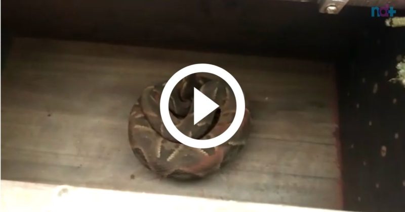 Jararaca achou que era dona do peda&ccedil;o, mas acabou expulsa da casa do cachorro – Foto: Reprodu&ccedil;&atilde;o