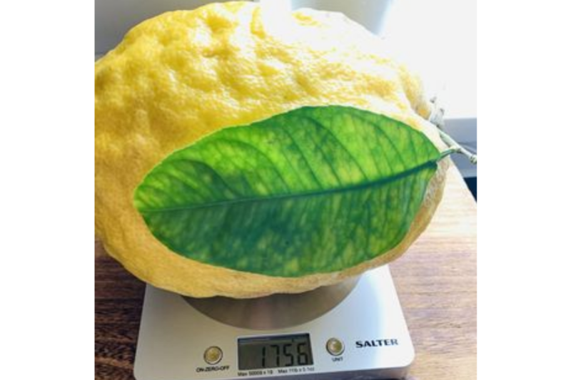 “Foi divertido fazer todas essas coisas diferentes com o limão, adorei. Vamos manter as sementes e cultivar”, declarou a britânica. – Foto: Reprodução