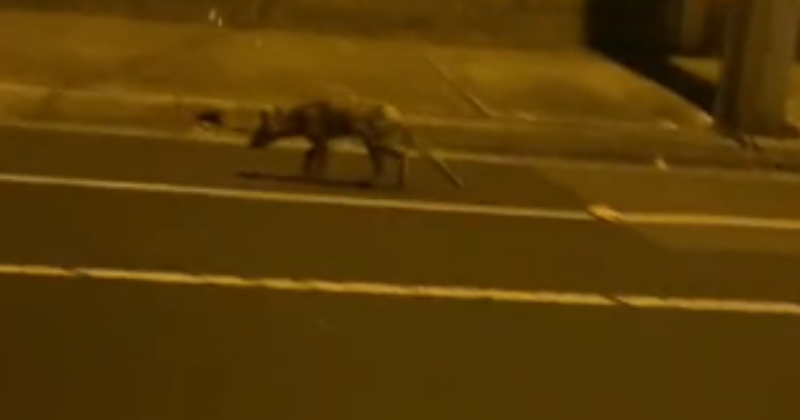 Motorista diz ter filmado extinto lobo-da-tasm&acirc;nia, mas web contesta: ‘Raposa com sarna’ – Foto: Reprodu&ccedil;&atilde;o/Internet