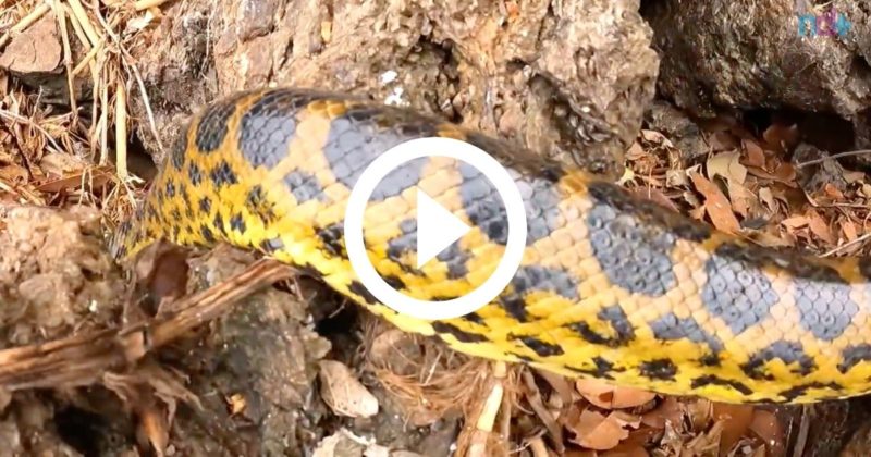 Era uma simples expedição de pesca, basicamente para pegar pacus no Rio Paraguai. Mas o que dois pescadores encontraram, enquanto buscavam isca, <a href="https://ndmais.com.br/animais/">foram duas sucuris</a>. Quem avistou os répteis foi o guia apelidado de Marreco. Daí a expressão do pescador, ao avistar a segunda cobra, de tamanho considerável.