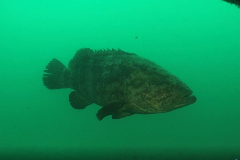 O mero &eacute; uma esp&eacute;cie de garoupa e &eacute; considerado criticamente amea&ccedil;ado de extin&ccedil;&atilde;o – Foto: Athila Bertoncini/Projeto Meros/Divulga&ccedil;&atilde;o