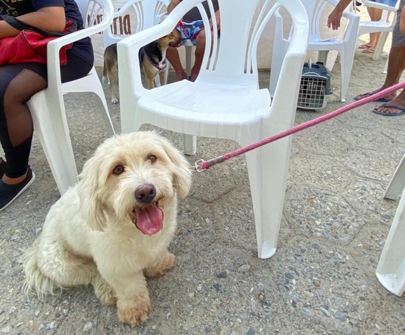 Segundo a OMS, s&atilde;o 20 milh&otilde;es de cachorros abandonados no Brasil – Foto: Divulga&ccedil;&atilde;o/ Prefeitura Navegantes/ND