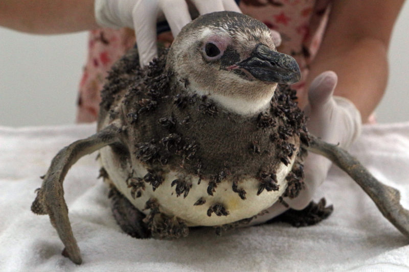 O animal da esp&eacute;cie pinguim-de-magalh&atilde;es foi resgatado na praia do Campeche, com o corpo coberto por epibiontes – Foto: Foto: Nilson Coelho/R3 Animal/Divulga&ccedil;&atilde;o/ND
