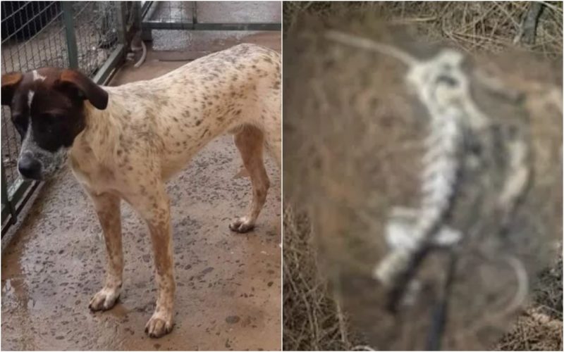 Ao menos quatro c&atilde;es foram mortos pelo serial killer. – Foto: Montagem/ND