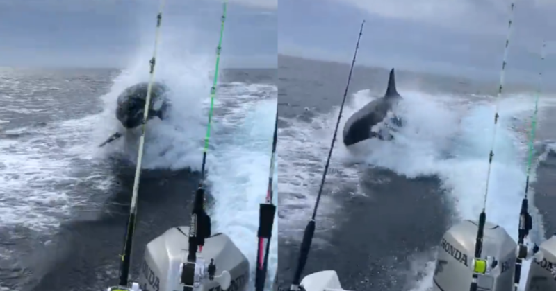 Orca &eacute; flagrada ‘perseguido’ barco de turistas no M&eacute;xico – Foto: Internet/Reprodu&ccedil;&atilde;o/ND