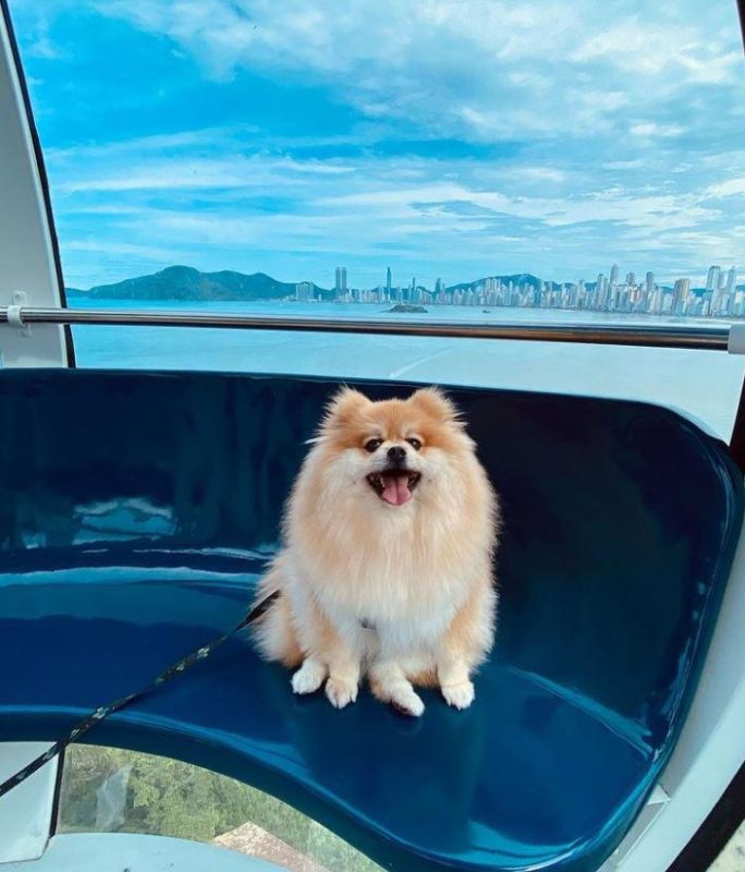 Ingressos simb&oacute;licos de Pets v&atilde;o render doa&ccedil;&atilde;o para ONG – Foto: Divulga&ccedil;&atilde;o/@ottospitz