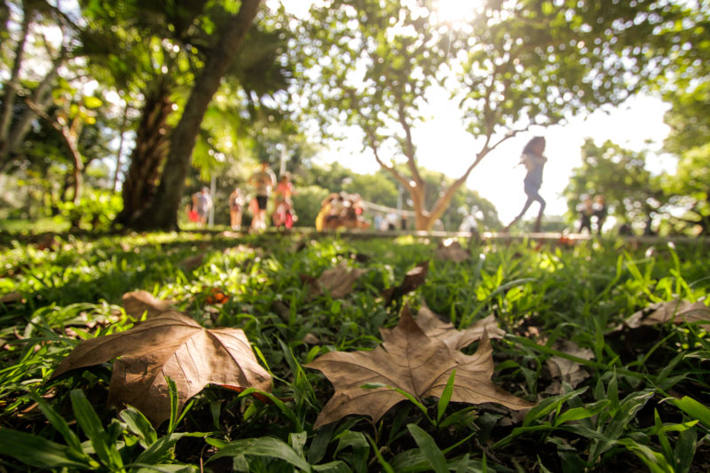 Parque da Luz durante o outono em Florianópolis