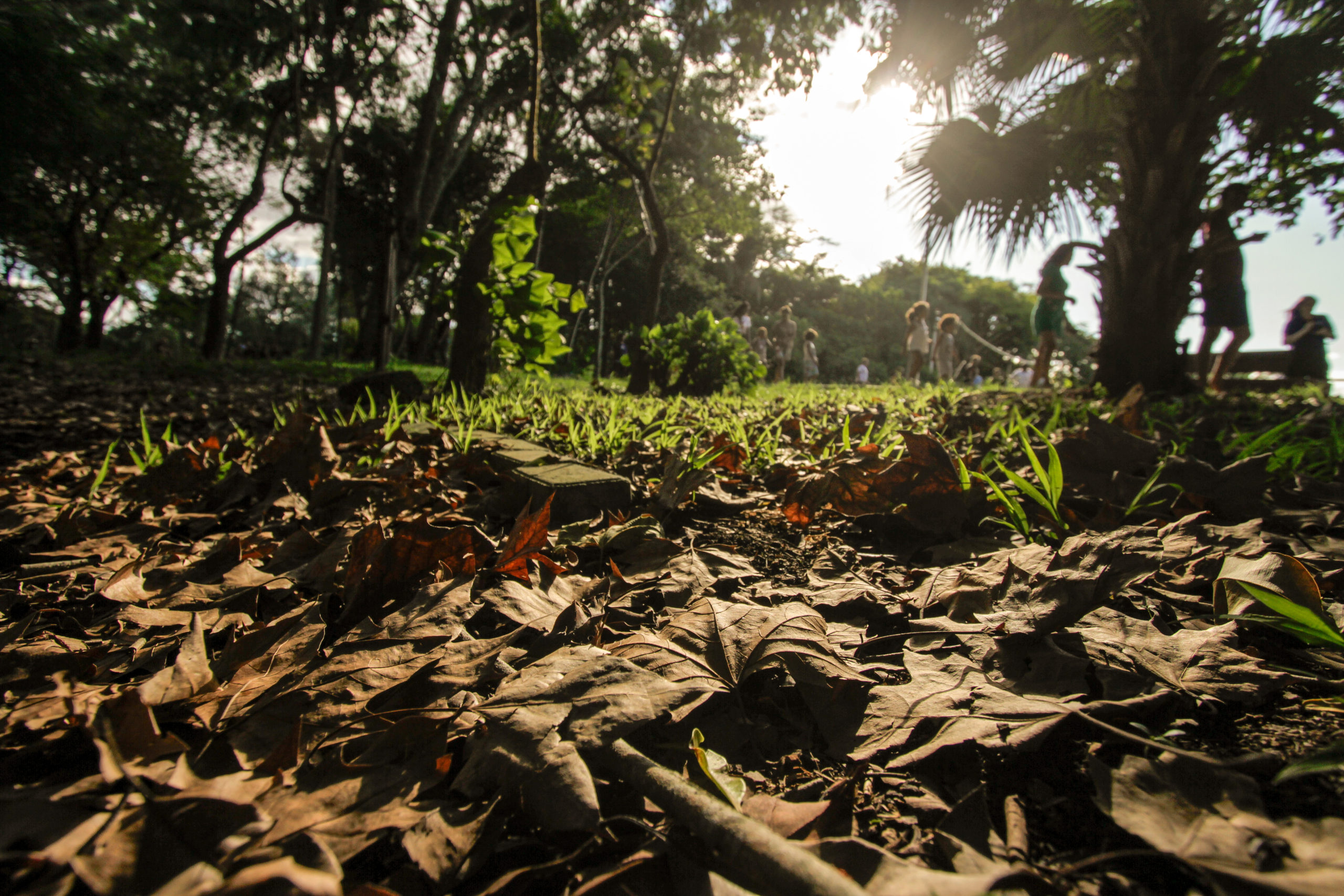 Na imagem aparece folhas caídas no chão por conta da transição do verão para o outono.