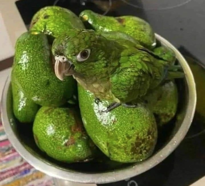 periquito no meio dos abacates