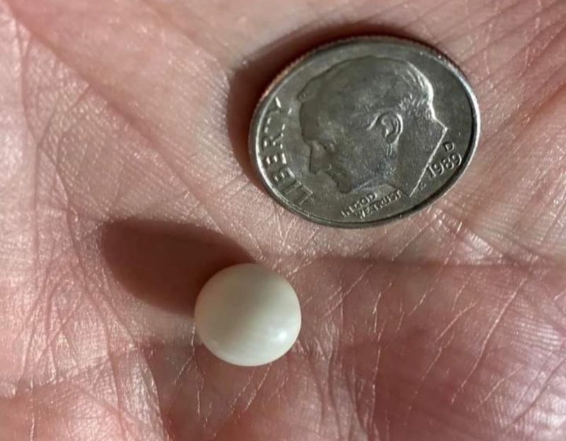 Dependendo do tamanho e qualidade, valor de uma p&eacute;rola pode chegar a milhares de d&oacute;lares – Foto: Reprodu&ccedil;&atilde;o