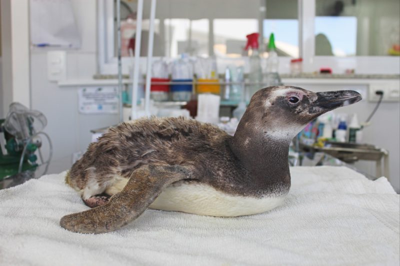Em pleno ver&atilde;o, banhistas encontram pinguim passeando em praia de Bombinhas – Foto: Projeto de Monitoramento de Praias – PMP BS Univali/Divulga&ccedil;&atilde;o/ND