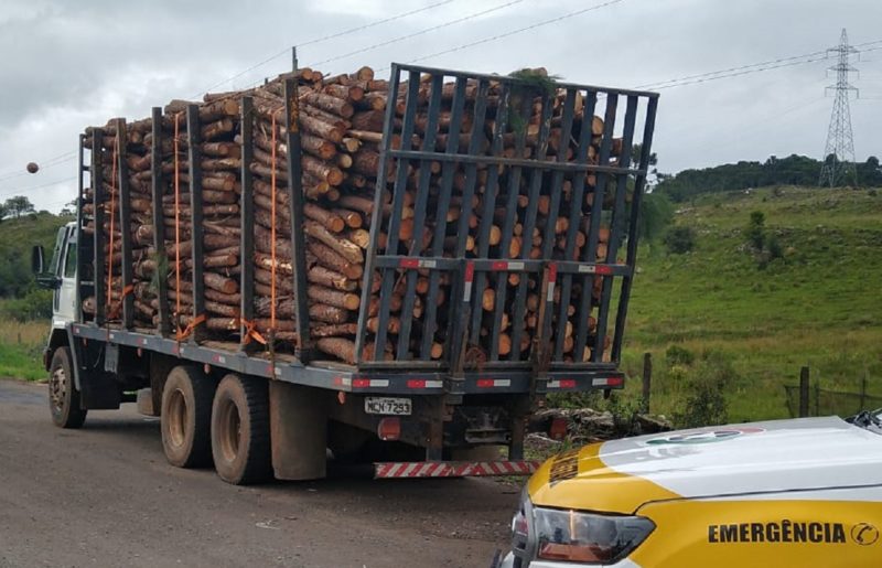 Policiais flagram transporte de toras de pinheiro entre os municípios de Painel e Lages &#8211; Foto: PMRv Divulgação