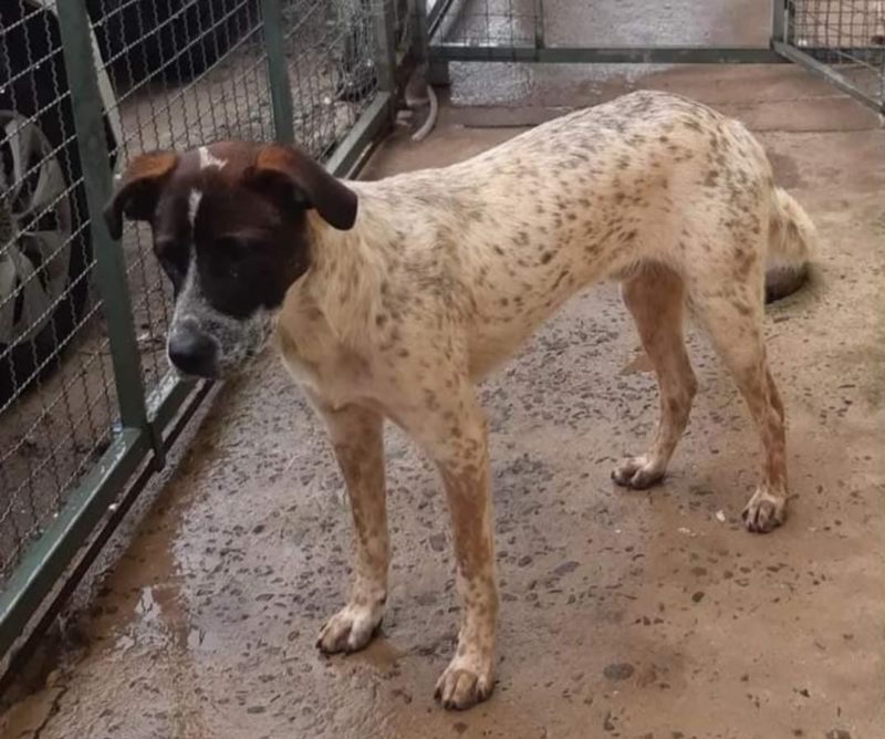 C&atilde;o conhecido como “O cabe&ccedil;a preta” foi uma das v&iacute;timas – Foto: Pol&iacute;cia Civil/ND