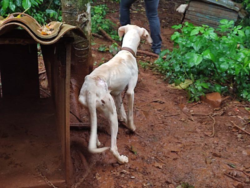 C&atilde;es foram encontrados amarrados na chuva e no frio. – Foto: Pol&iacute;cia Civil/Divulga&ccedil;&atilde;o/ND