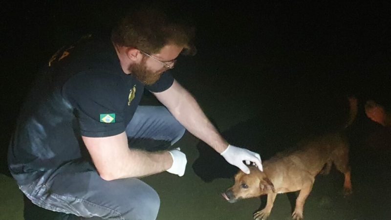 C&atilde;es tentam proteger dono j&aacute; morto em praia de SC e chamam aten&ccedil;&atilde;o na cena do crime – Foto: Divulga&ccedil;&atilde;o/Portal Agora