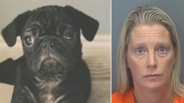 Mulher arremessa cachorro de apartamento nos Estados Unidos – Foto: Reprodu&ccedil;&atilde;o/ND