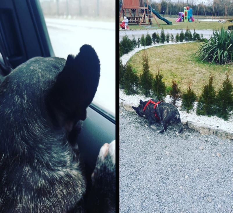 Bolsonaro se posicionou e brasileira conseguiu fugir da guerra junto com o cachorro – Foto: Reprodu&ccedil;&atilde;o/Internet