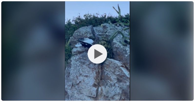 Grava&ccedil;&atilde;o foi compartilhada pela p&aacute;gina Fish V&iacute;deo Brasil e j&aacute; acumula milhares de visualiza&ccedil;&otilde;es. – Foto: Reprodu&ccedil;&atilde;o/ND