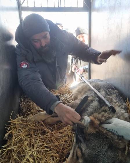 Os animais estavam a cerca de 20 quil&ocirc;metros da zona de combate – Foto: Tim Locks/Reprodu&ccedil;&atilde;o/ND