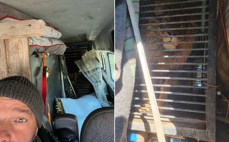 Tim e sua equipe acomodaram os animais em uma van. – Foto: Tim Locks/Reprodu&ccedil;&atilde;o/ND