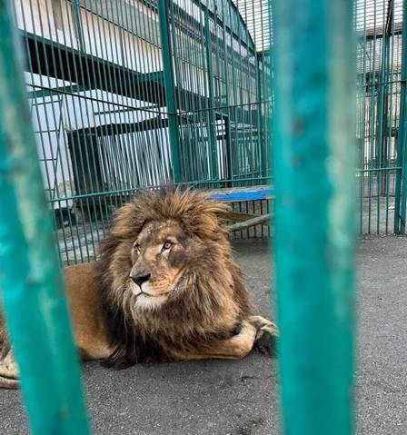 O le&atilde;o j&aacute; est&aacute; a salvo em um zool&oacute;gico na Rom&ecirc;nia. – Foto: Tim Locks/Reprodu&ccedil;&atilde;o/ND