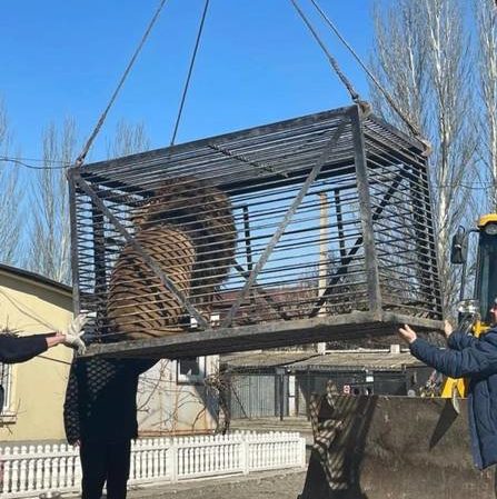 Le&atilde;o e lobo foram resgatados de um zool&oacute;gico na Ucr&acirc;nia com ajuda de um guindaste. – Foto: Tim Locks/Reprodu&ccedil;&atilde;o/ND
