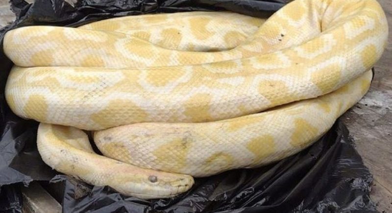 Cobra p&iacute;ton birman&ecirc;s &eacute; encontrada enrolada em um saco – Foto: Reprodu&ccedil;&atilde;o North East Lincolnshire Council