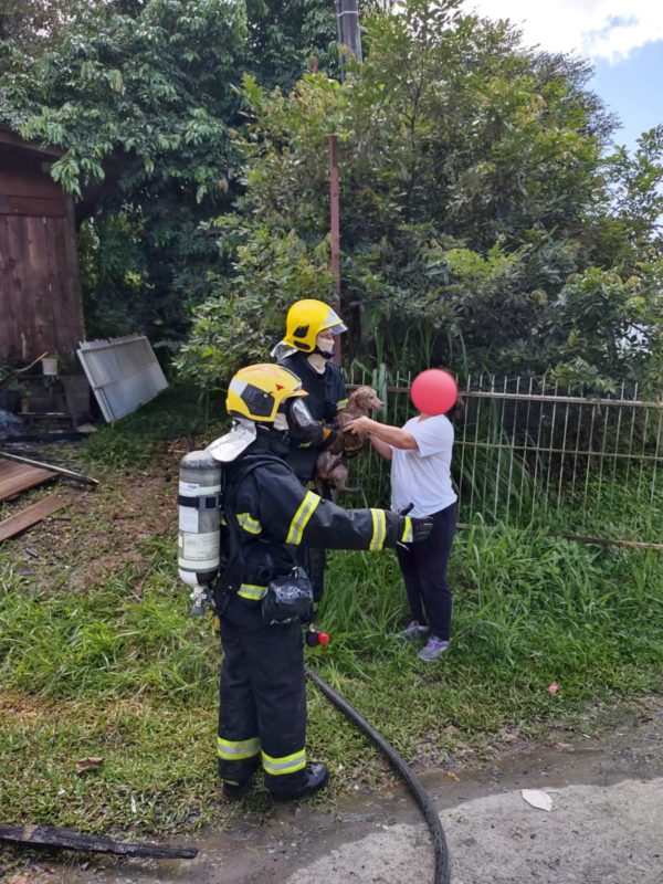 Os bombeiros conseguiram resgatar dez cachorros, nove coelhos, dois hamsters, um esquilo e cinco chinchilas – Foto: Divulgação/BBM Rio do Sul/ND