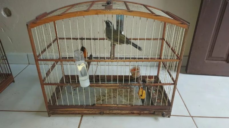 O homem foi detido e conduzido &agrave; delegacia de Pol&iacute;cia Civil de Itapo&aacute; – Foto: Pol&iacute;cia Militar/Divulga&ccedil;&atilde;o ND