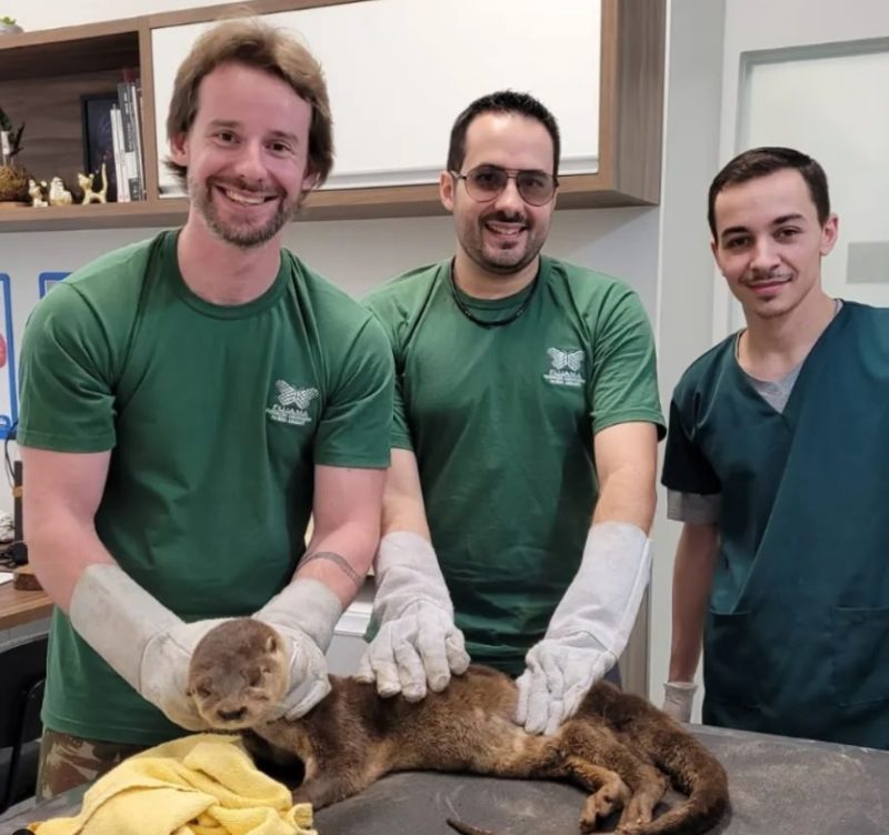 biólogos cuidam da lontra