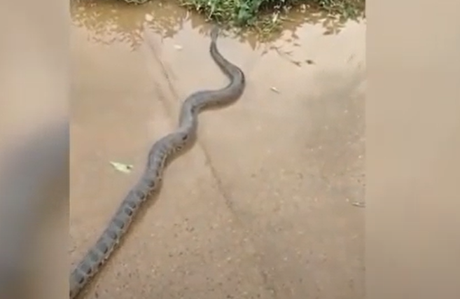 Flagrante da sucuri em córrego 