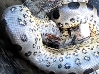 Sucuri ficou presa em rede de pesca 