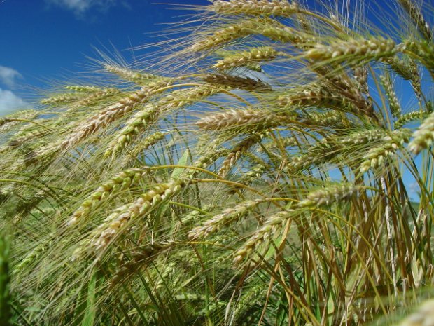 Wheat production in South Carolina increased in May - Photo: Aires Mariga / Arquivo / Epagri/ND