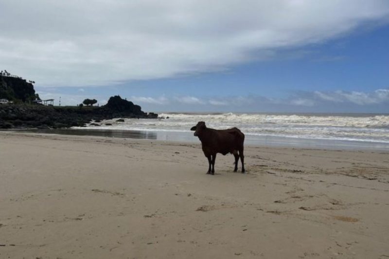 Animal boiou em um rio ap&oacute;s ser levado por uma inunda&ccedil;&atilde;o, perdeu um filhote e acabou em uma praia antes de ser alvejado – Foto: Reprodu&ccedil;&atilde;o/Twitter