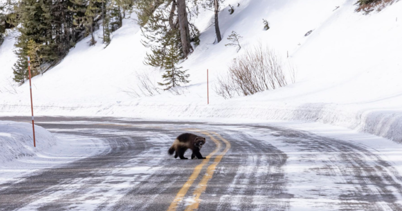 Animal foi visto em um parque nos EUA – Foto: Divulga&ccedil;&atilde;o/Yellowstone Insight